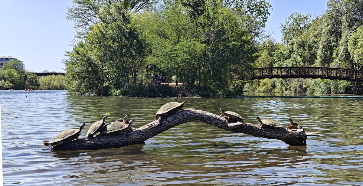 Close-up of turtles basking on a log in Lady Bird Lake in Austin, showcasing the local wildlife near the Zeta House location